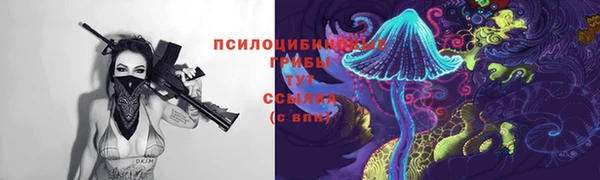 хмурый Аркадак