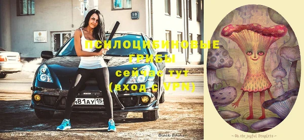 хмурый Аркадак